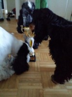 /album/luca/a11912973-10207281460533056-275376744-n-kopio-jpg1/